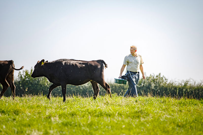 Vet in field with cow