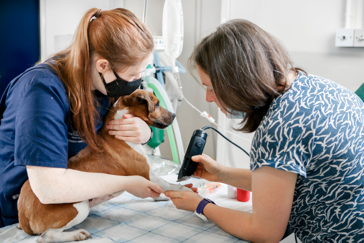 Vet and nurse treating a dog