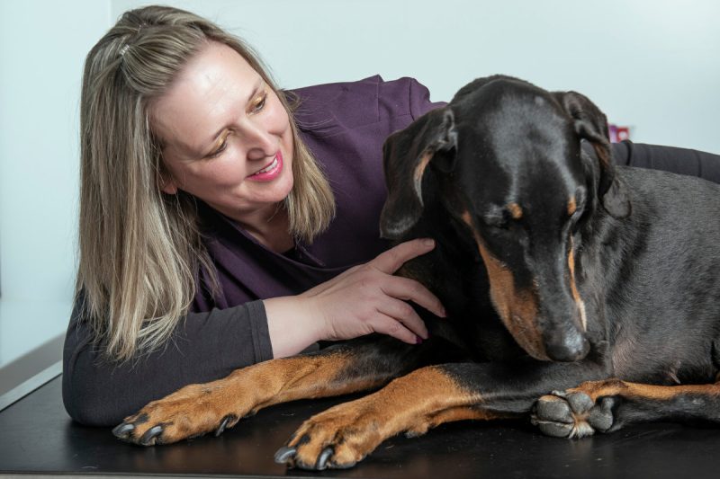 Dangers of Grass Seeds in Dogs | Aldgate Vets