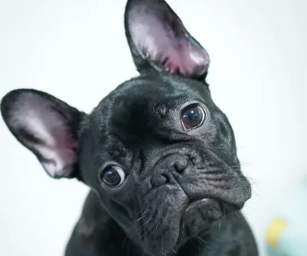 BOAS-BILLIE-CASE-STUDY (5)