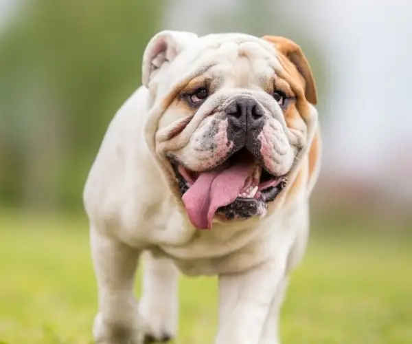 BOAS-BILLIE-CASE-STUDY (6)