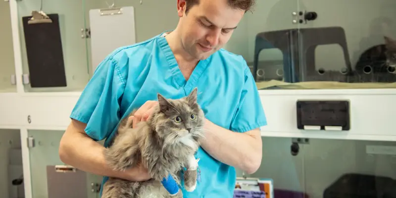 Feline-leukaemia-blog