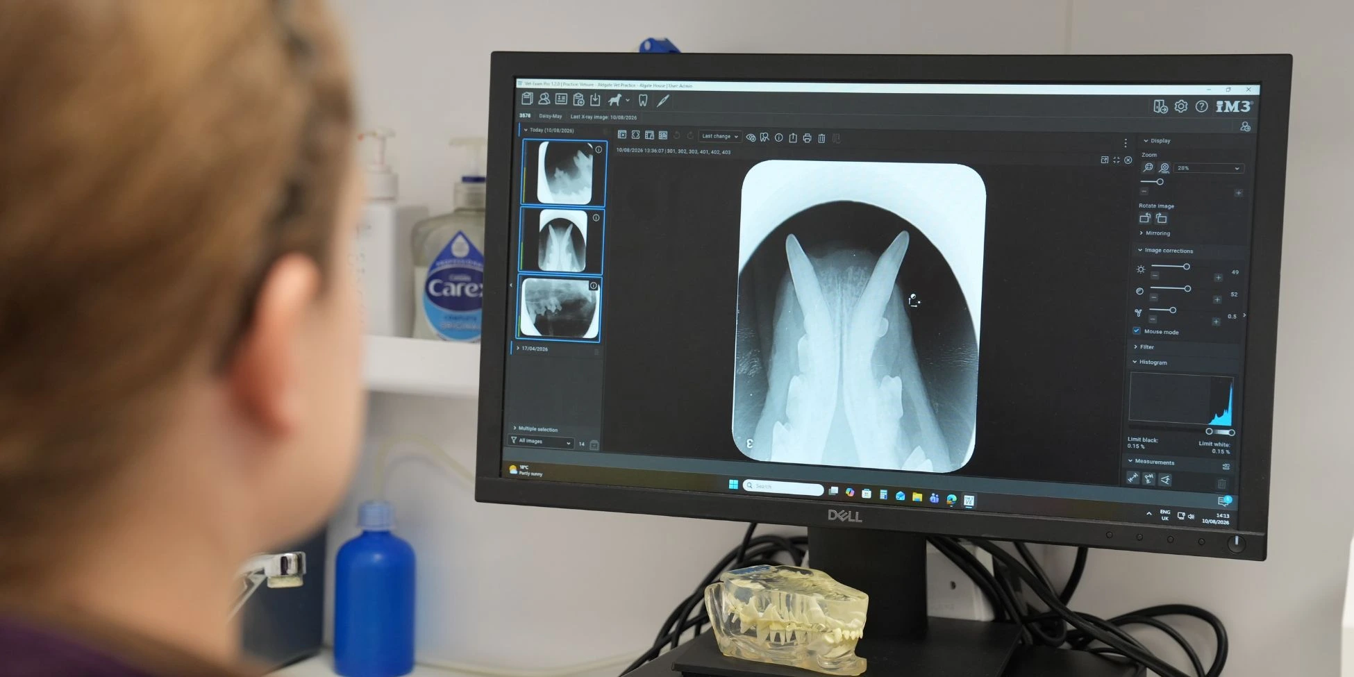 Viktorija Izotova at Aldgate Vets reviewing a dental x-ray