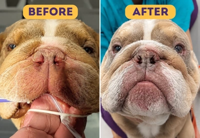 Two images of a bulldog showing before and after BOAS surgery
