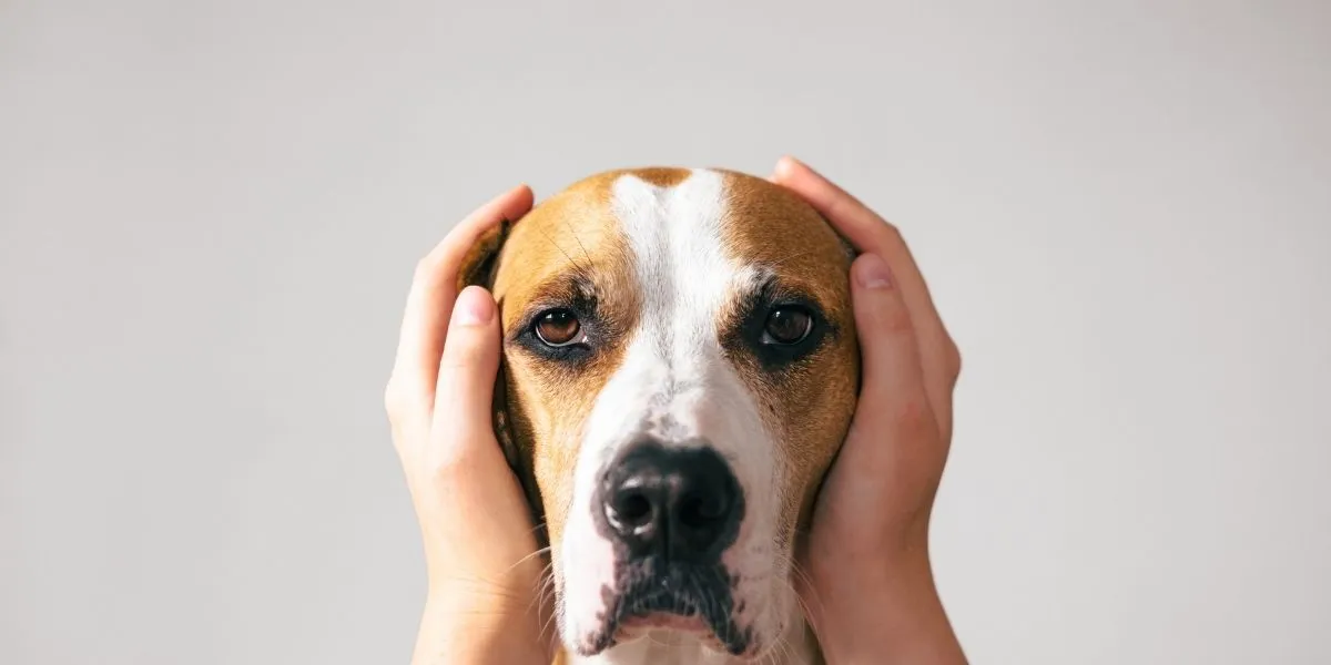 dog with hands over ears