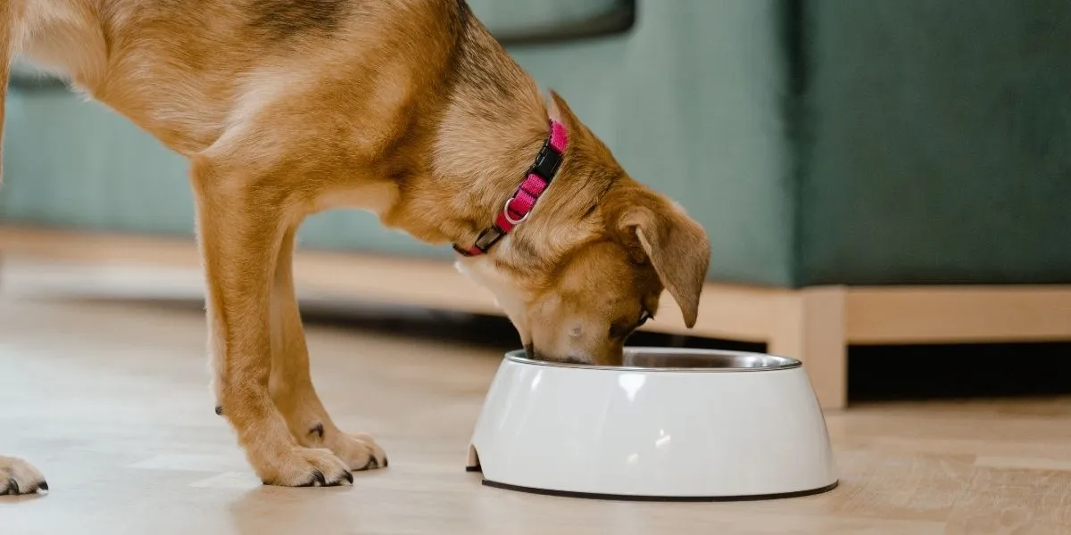 dog eating