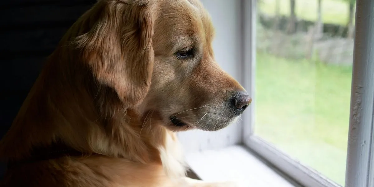 dog looking out window