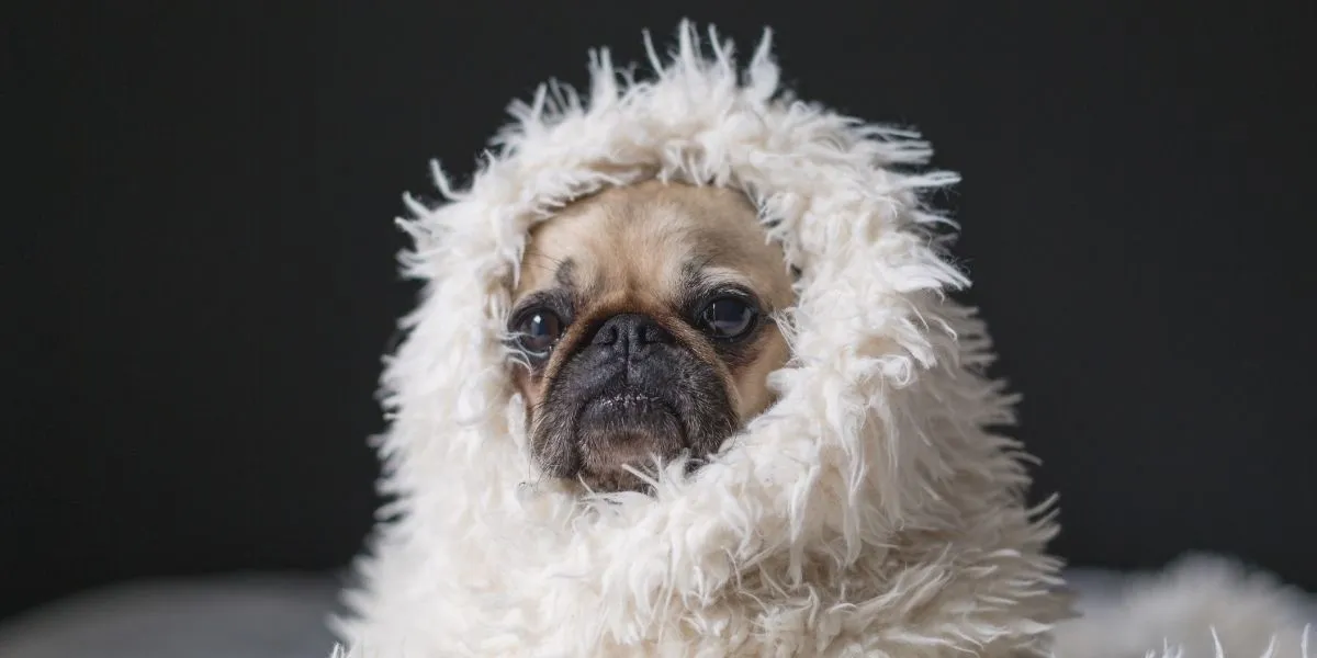 dog in blanket