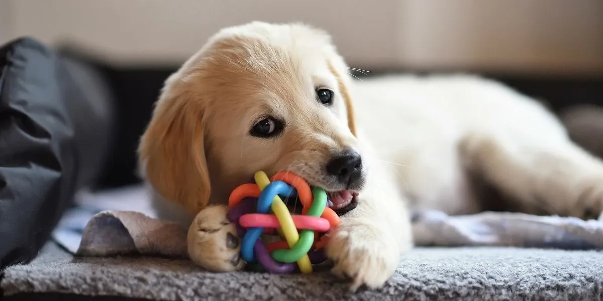 puppy with ball